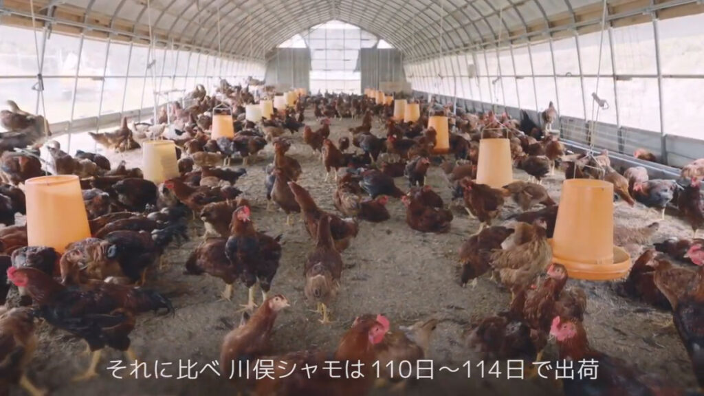 福島県川俣町特産品「川俣シャモ」PR動画